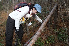 アズビル京都 樹木の調査の様子