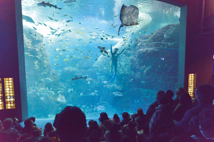 相模湾にいる生き物を集めて展示している大水槽。一日に数回、ショーが行われている。