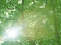 Reducing Societys Impact on the Environment