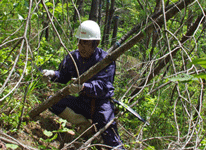 Tree-thinning work