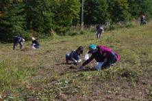 Planting maiden lily bulbs